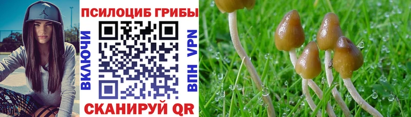 Псилоцибиновые грибы Magic Shrooms  что такое   Сунжа 