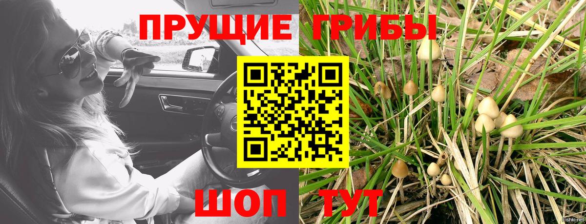 Галлюциногенные грибы прущие грибы  Вход с VPN  Сунжа 